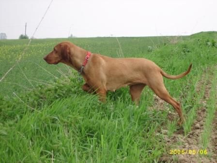 Image of Ménesvölgyi Vadász Irisz