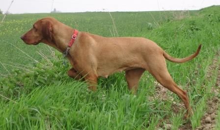 Image of Ménesvölgyi Vadász Irisz