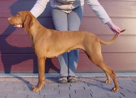 Image of Zeta Moja Vizsla