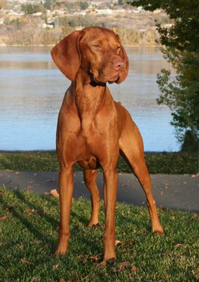 Image of Dezertfyre's Captain's First Mate