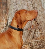 Image of Magyar Delta Dezso