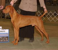 Image of Magyar Delta Dezso