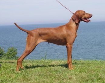 Image of Usa Bound Of Szep-Allat