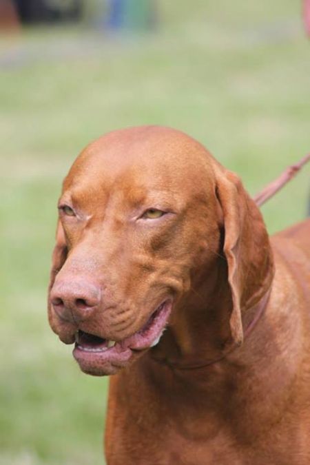 Image of Azar z Karpatských lúk