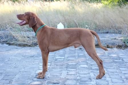 Image of Azar z Karpatských lúk