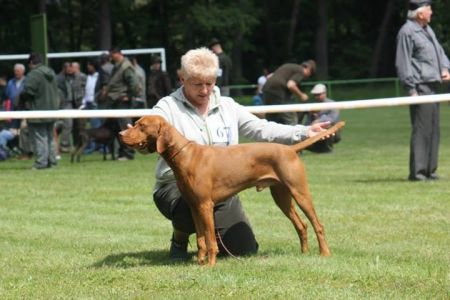 Image of Azar z Karpatských lúk