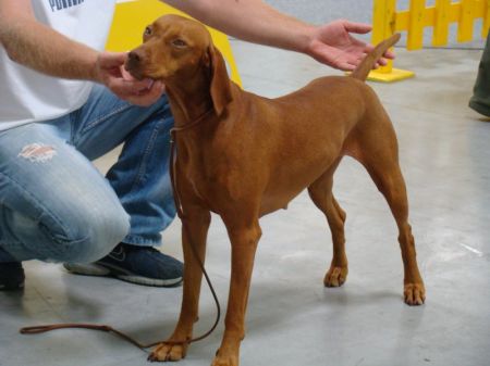 Image of Baska Lovely Face