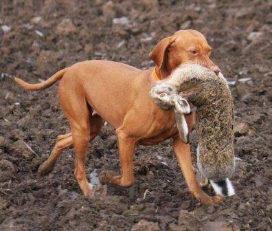 Image of Baska Lovely Face