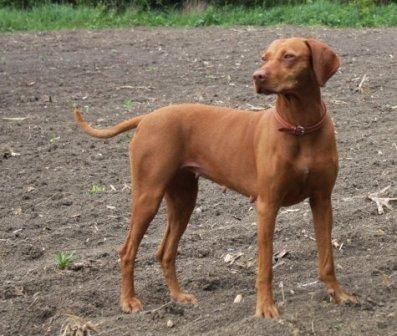 Image of Baska Lovely Face