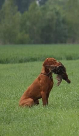 Image of Azar z Karpatských lúk