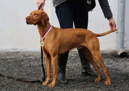 Image of Crazy Tajemství Karpat