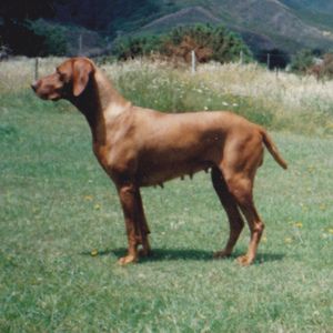 Image of Hanafor Lelkes Kezdet