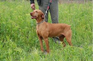 Image of Diana z Bagl'asa