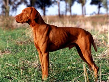 Image of Magor Erdesz