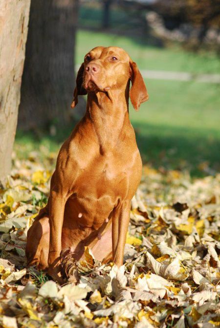 Image of Ajka Krajnceva