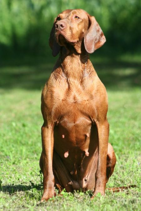 Image of Magasparti Rutinos Luca