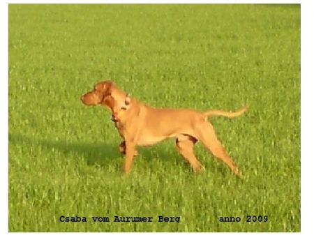 Image of Csaba vom Aurumer Berg