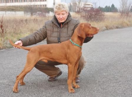 Image of Azar z Karpatských lúk