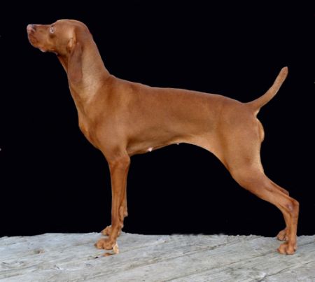 Image of Delwood's Vizion Andrea Doria