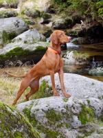 Thumbnail of Bona z Králova dvora