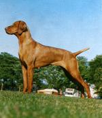 Thumbnail of Russetmantle Sage