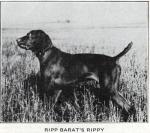 Thumbnail of Ripp Barat's Rippy