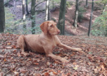 Thumbnail of Aphra vom Seensgraben