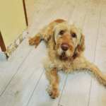 Thumbnail of Cyd du Domaine Saint Hubert