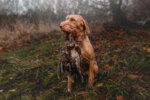 Thumbnail of Brise von der Westernheide