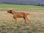 Thumbnail of Izso z Talchejów