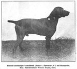 Thumbnail of Hector vom Jägerhaus (DK)