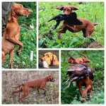 Thumbnail of Indyofrodo Arany Napsugár