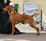 Thumbnail of Ferngolds Empire of the Northern Dance