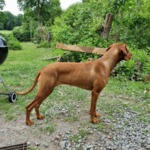 Thumbnail of Gyurkóvári Napsugár