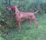 Thumbnail of Thaar's New Moon Over Avalon