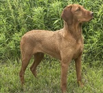 Thumbnail of Little Hunter's Flaming Hot At Vinewood