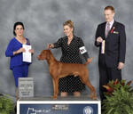 Thumbnail of Russet Leather Dance of the Fathers