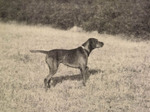 Thumbnail of Makk I (OVC 230)