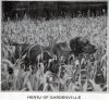 Thumbnail of Hunor / Heniu of Gardenville