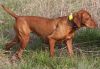 Thumbnail of Melto's Freyja