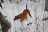 Thumbnail of Aristo's Mona Lila Of Wasatch Mtns