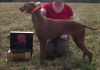 Thumbnail of Broad Run's Blazn Vitesse