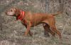 Thumbnail of Da Capo By Barktalk