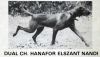 Thumbnail of Hanafor Elszant Nandi