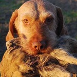 Thumbnail of Quodian's Glen Talloch