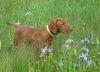 Thumbnail of Bajolo Sweet Charlotte