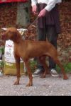 Thumbnail of Elp du Clos Saint Honore