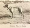 Thumbnail of Chambers Voros Tars Duke