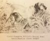 Thumbnail of Willie's Russet Duke