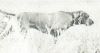 Thumbnail of Jodi's Jump-N-Bing-Bang Bucz / Jodi's Bing Bang Bucz